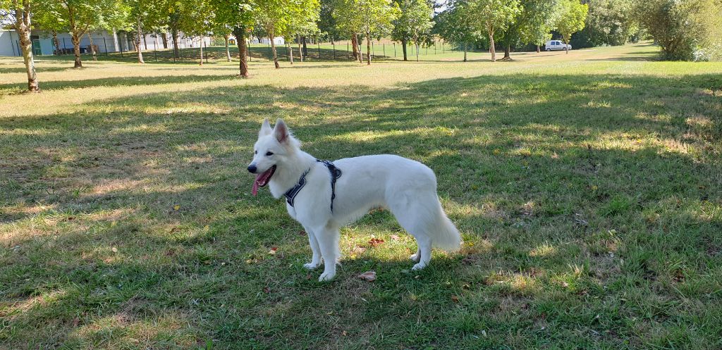 mâle 2 ans à placer, non castré