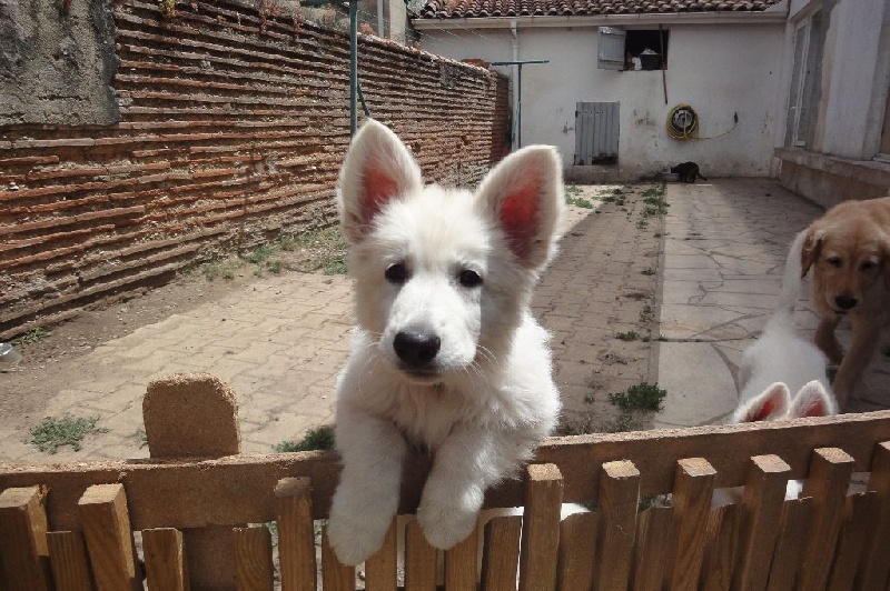 De L'esprit De Cybele - Berger Blanc Suisse - Portée née le 28/04/2014
