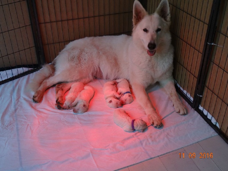 De L'esprit De Cybele - Berger Blanc Suisse - Portée née le 07/11/2016