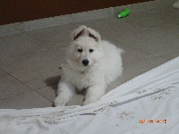 CHIOT