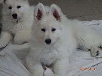 CHIOT