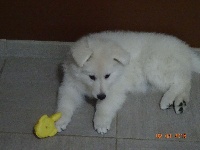 CHIOT