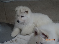 CHIOT