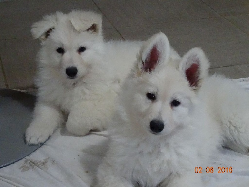 De L'esprit De Cybele - Berger Blanc Suisse - Portée née le 09/12/2015
